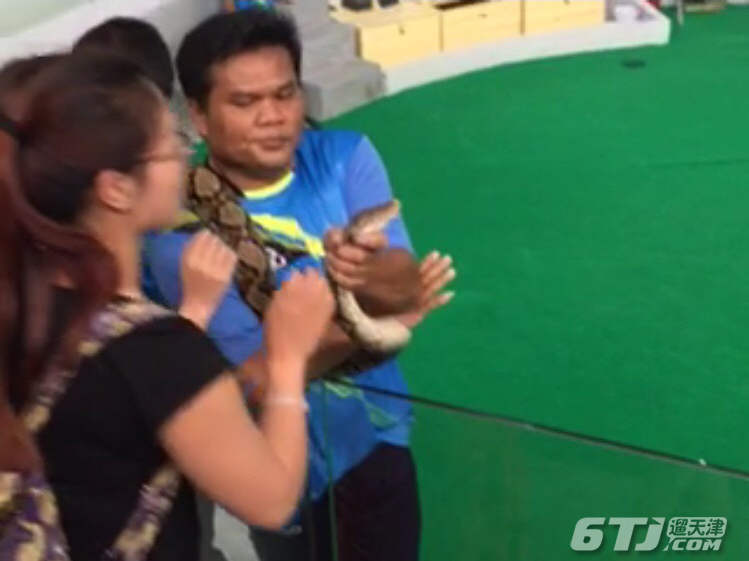 中国女游客泰国旅游想亲蟒蛇遭被咬伤 (图文)(视频)